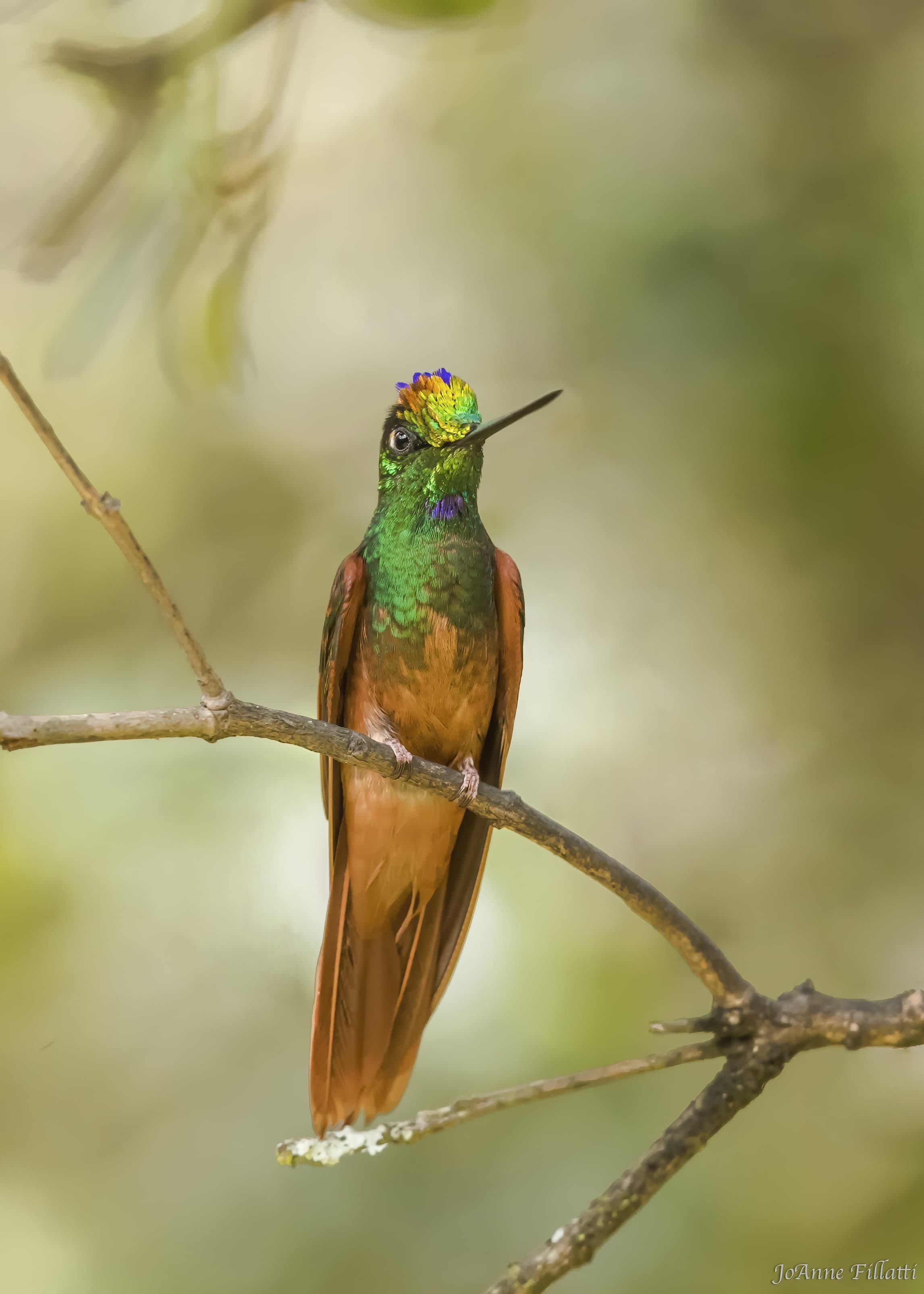 bird of ecuador image 44